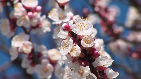 Blossoming almond. Stock Footage 32679366