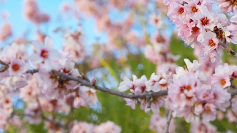 Blossoming Almond Spring tree in bloom, pink Flowers Video stock 125675407