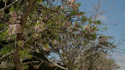 Blossoming almond tree branches against blue sky Stock Footage 335272609
