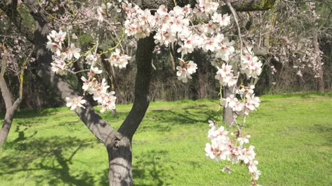 Blossoming almond tree branches gently moving in the breeze Stock Footage 329791010