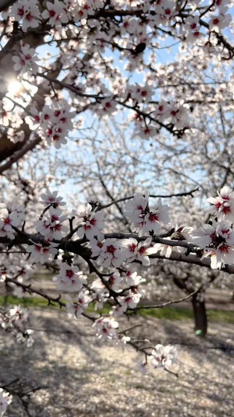 Blossoming almond tree branches in spring at almond orchards Stock Footage 286729142