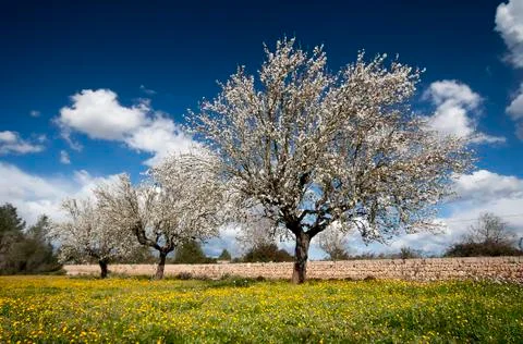 Blossoming almond tree Stock Illustration