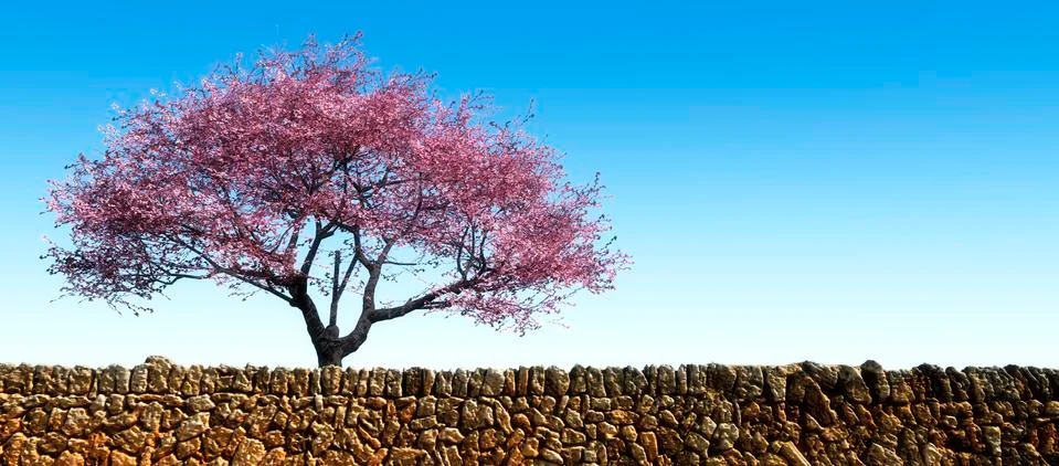 Blossoming almond tree Stock Illustration