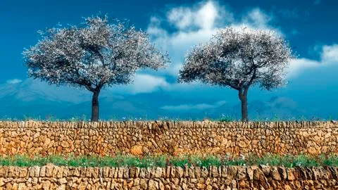 Blossoming almond tree Stock Illustration