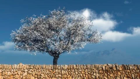 Blossoming almond tree Stock Illustration