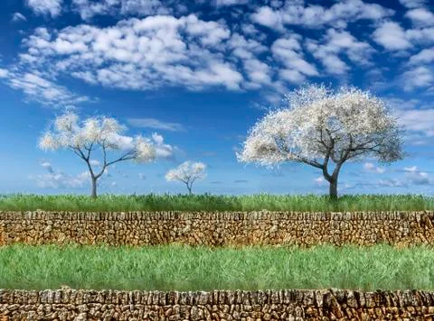 Blossoming almond tree Stock Illustration