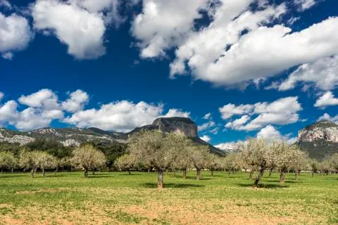 Blossoming almond tree Stock Illustration