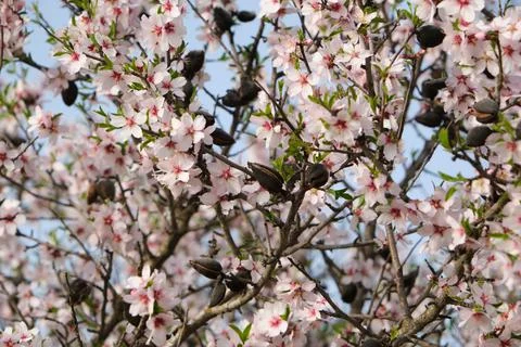 Blossoming almond tree Stock-Fotos