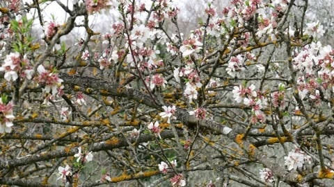 Blossoming of an almond tree in spring Stock Footage 150351241