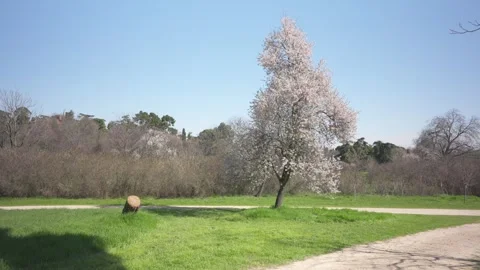 Blossoming almond tree standing alone in a sunny park Stock-Footage 329920357