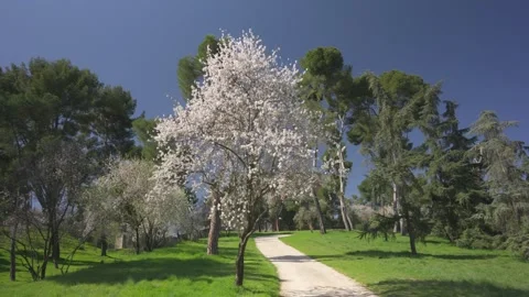 Blossoming almond tree standing in a beautiful spring park Stock Footage 329920337