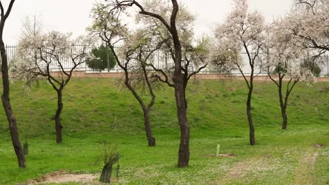 Blossoming almond trees in a beautiful spring park Stock-Footage 330074010