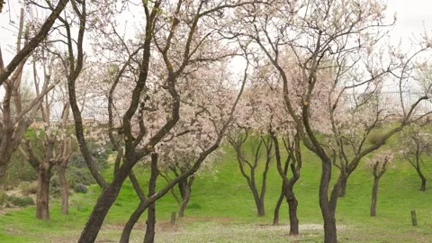 Blossoming almond trees in a park during springtime Stockbeeldmateriaal 330074030