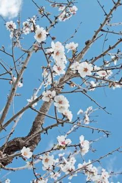 Blossoming almond trees Foto stock