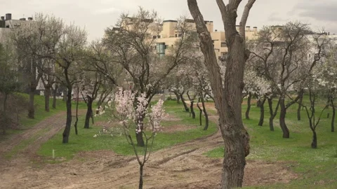 Blossoming almond trees in Quinta de los Molinos park in Madrid 스톡 동영상 330074073