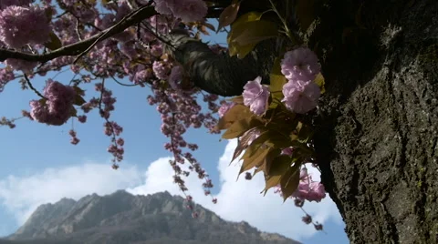 Blossoming Alp tree 스톡 동영상 62263357
