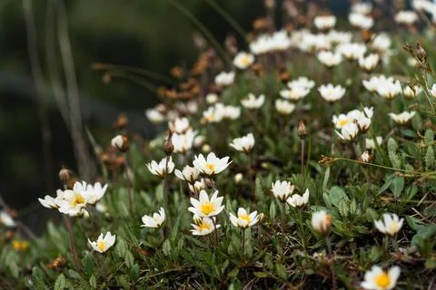 Blossoming Alpine Slope Stock Photos