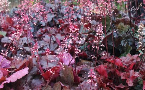 Blossoming alumroot Stock Photos