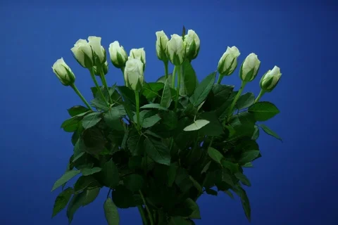 Blossoming and withering rose bouquet of flowers. Timelapse colour key Stock Footage 111566341