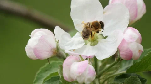 Blossoming apple. Branch of apple tree in bloom in the spring Stock Footage 49642314
