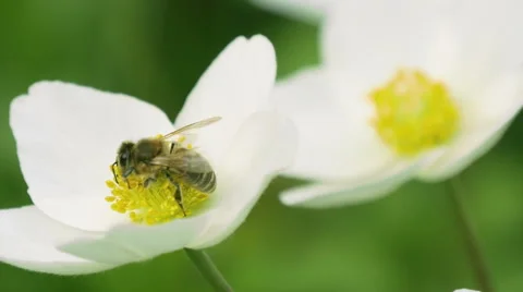 Blossoming apple. Branch of apple tree in bloom in the spring. Stock Footage 49929107