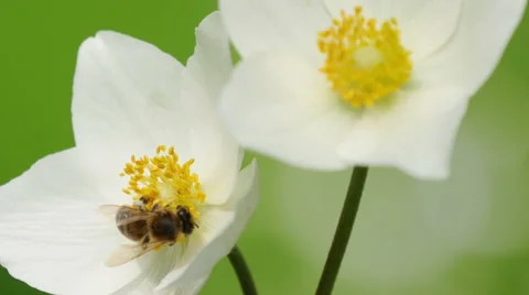 Blossoming apple. Branch of apple tree in bloom in the spring. Video stock 49929171