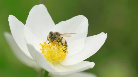 Blossoming apple. Branch of apple tree in bloom in the spring. Stock Footage 49934003