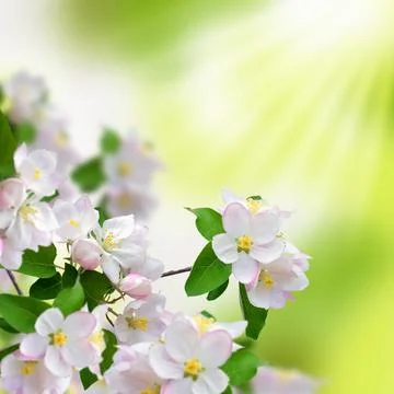 Blossoming apple, close-up. Spring background. Foto stock