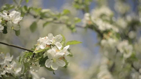 Blossoming Apple flower Stock Footage 63613688