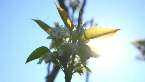 Blossoming apple flowers in spring time Stock Footage 82700190