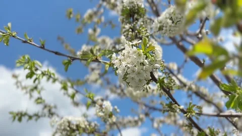 Blossoming apple flowers on tree in spring. Stock Footage 307207901