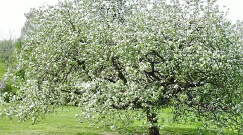 Blossoming apple Video stock 20516802