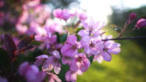 Blossoming apple. 스톡 동영상 72689292