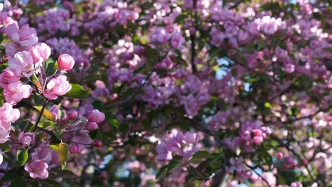 Blossoming apple. 스톡 동영상 72689613