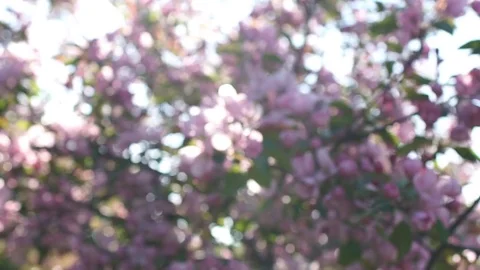Blossoming apple. 스톡 동영상 72689710