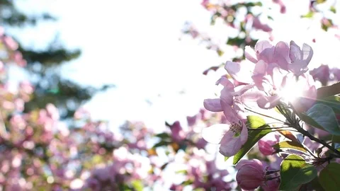 Blossoming apple. 스톡 동영상 72689891