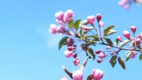 Blossoming apple. Stock Footage 72690576