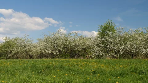 Blossoming apple fruit trees in orchard in springtime Stockbeeldmateriaal 89860699