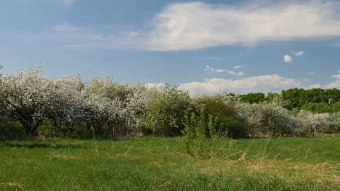 Blossoming apple fruit trees in orchard in springtime 스톡 동영상 89861030