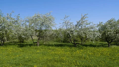 Blossoming apple fruit trees in orchard in springtime 스톡 동영상 89861108
