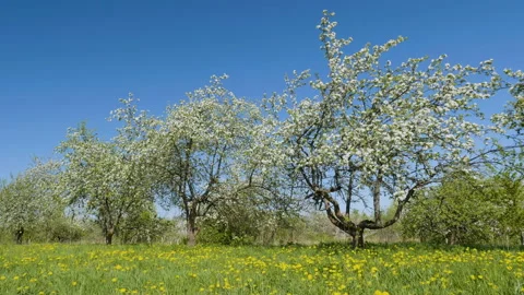 Blossoming apple fruit trees in orchard in springtime Vidéo 89861110