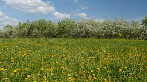Blossoming apple fruit trees in orchard in springtime Vidéo 89861184