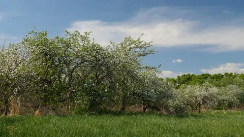 Blossoming apple fruit trees in orchard in springtime Stockbeeldmateriaal 89861203
