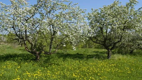 Blossoming apple fruit trees in orchard in springtime 스톡 동영상 89861685
