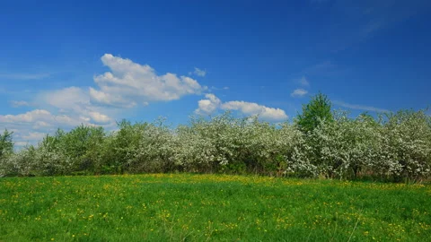 Blossoming apple fruit trees in orchard in springtime Vidéo 91012441