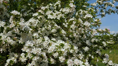 Blossoming apple fruit trees in orchard in springtime 스톡 동영상 91013360