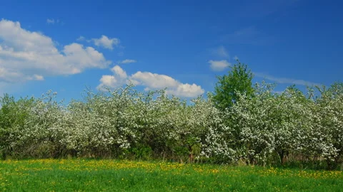 Blossoming apple fruit trees in orchard in springtime Stockbeeldmateriaal 91013485