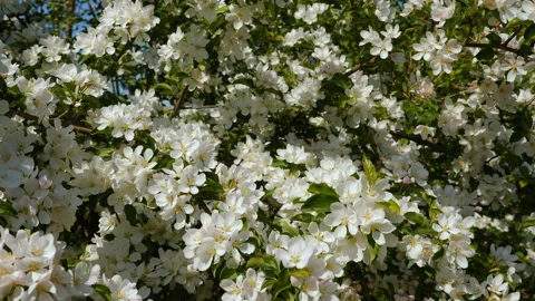 Blossoming apple fruit trees in orchard in springtime Stockbeeldmateriaal 91013487