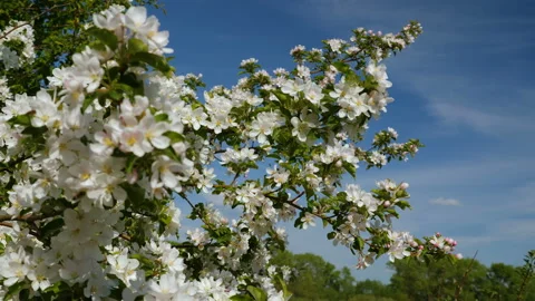 Blossoming apple fruit trees in orchard in springtime Vidéo 91013873