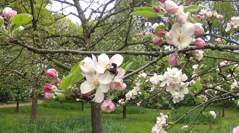 Blossoming apple orchard. Stock Footage 37534455